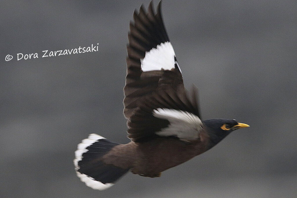 Common Mynaadult, Flight