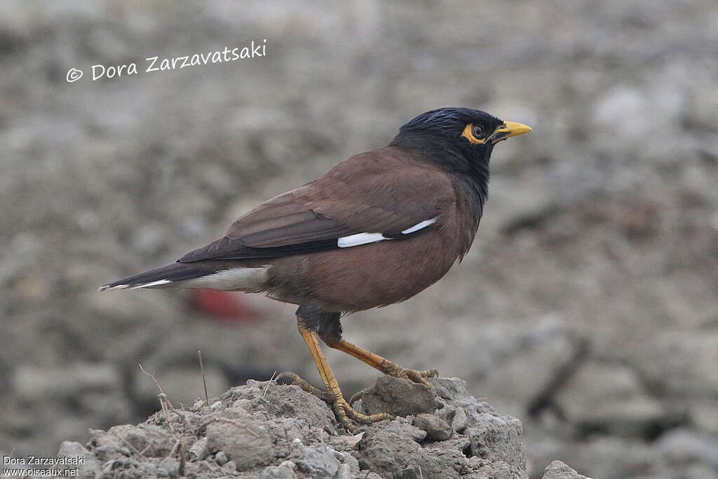 Common Mynaadult post breeding, identification