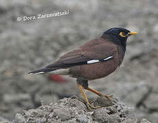 Common Myna