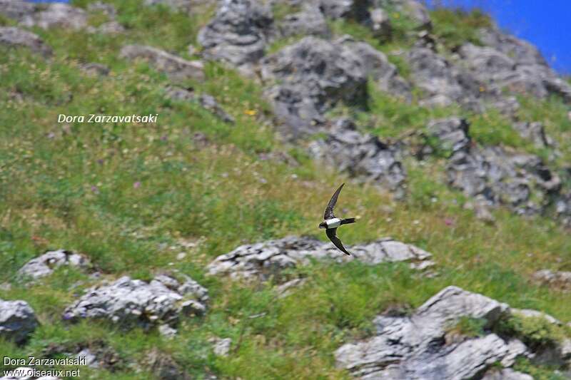Alpine Swift, habitat