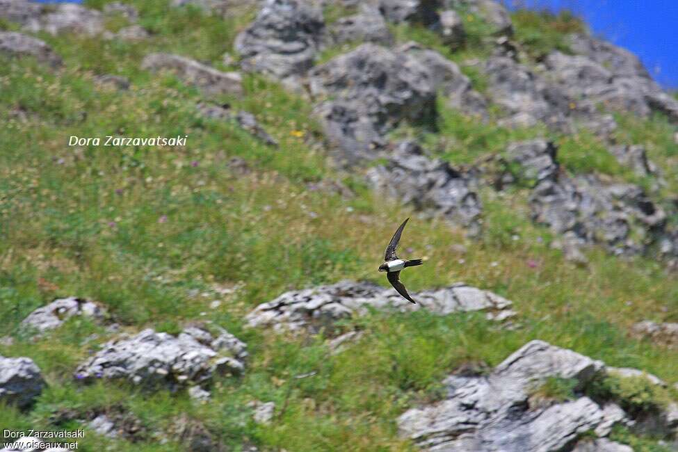 Martinet à ventre blanc, habitat