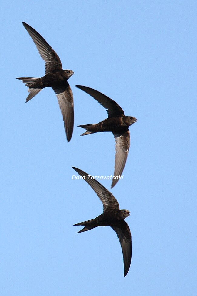 Common Swiftadult, Flight