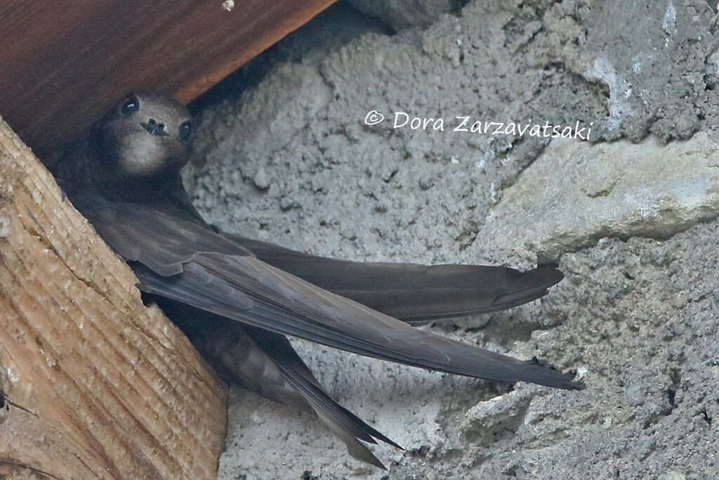 Common Swiftadult