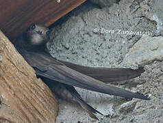 Common Swift