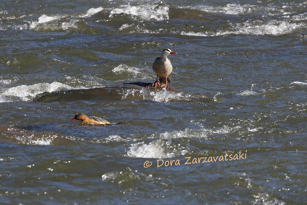 Torrent Duckadult, habitat, swimming