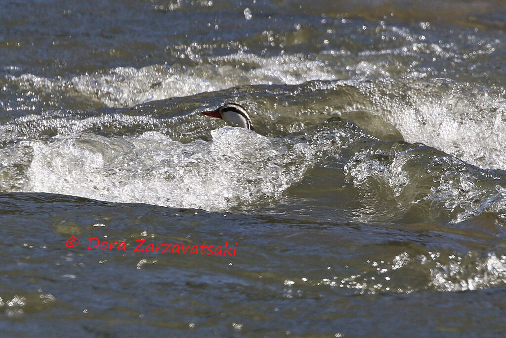 Torrent Duck male adult, identification, swimming