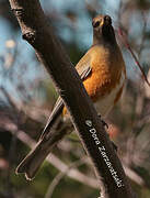 Brown-headed Thrush