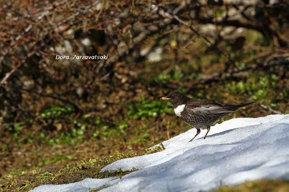 Ring Ouzel