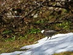 Ring Ouzel