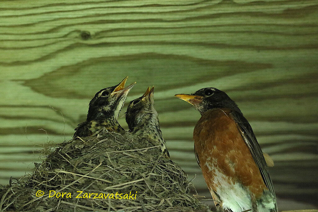 American Robin, Reproduction-nesting