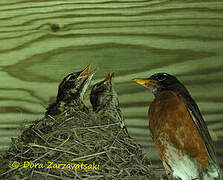 American Robin