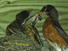 American Robin