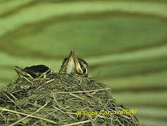 American Robin