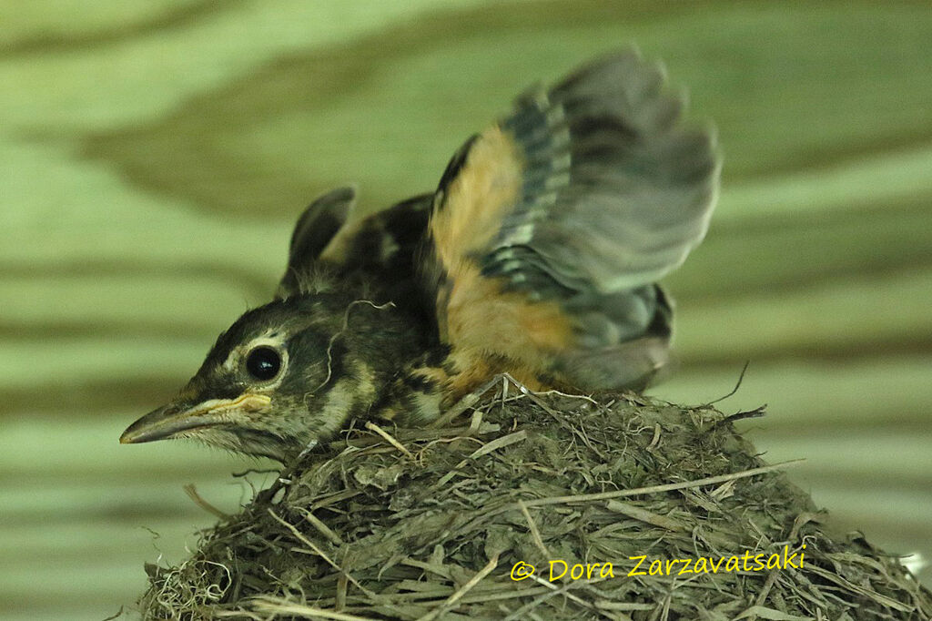 American RobinPoussin