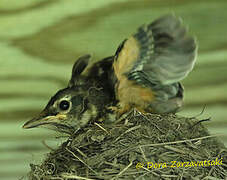 American Robin