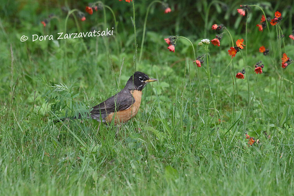 American Robinadult