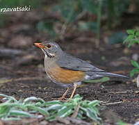 Kurrichane Thrush