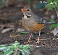 Kurrichane Thrush