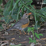 Kurrichane Thrush