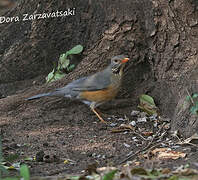 Kurrichane Thrush