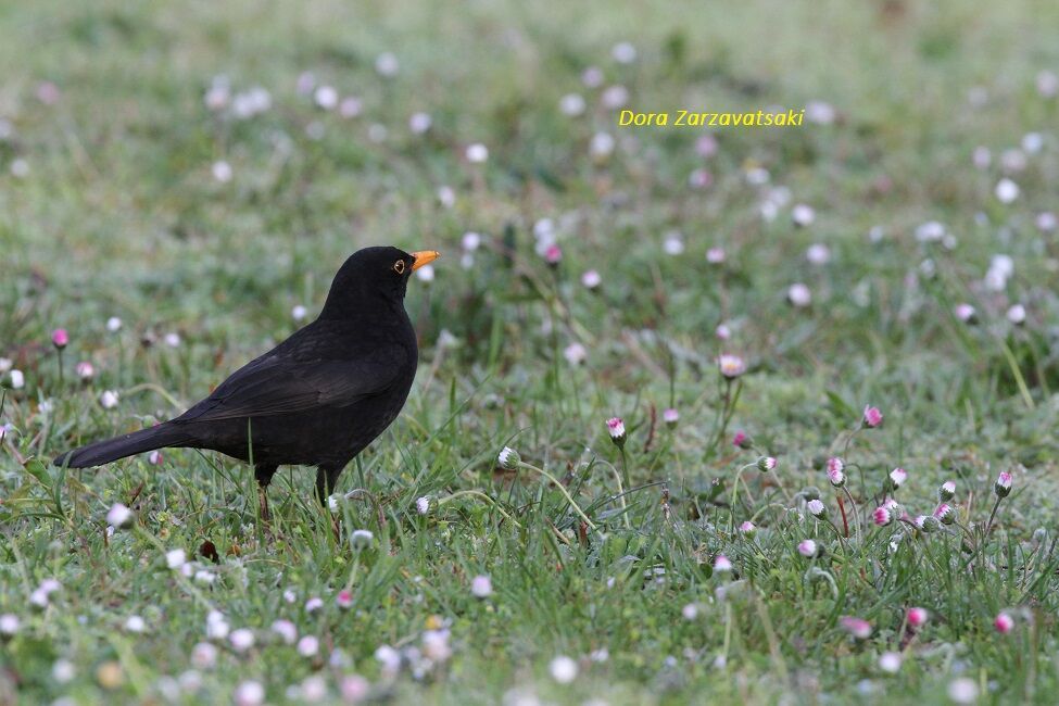 Common Blackbird