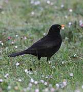 Common Blackbird