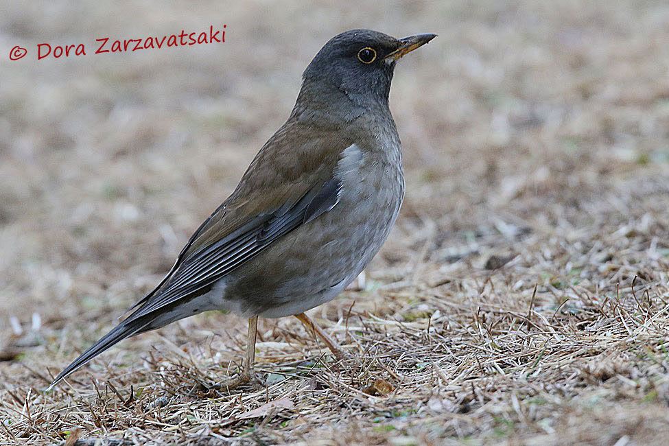 Pale Thrush