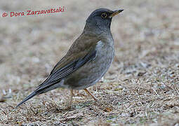 Pale Thrush