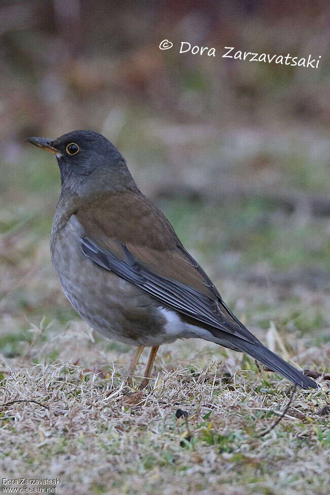 Merle pâle mâle adulte nuptial, identification