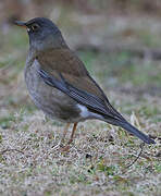 Pale Thrush