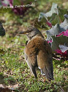 Pale Thrush