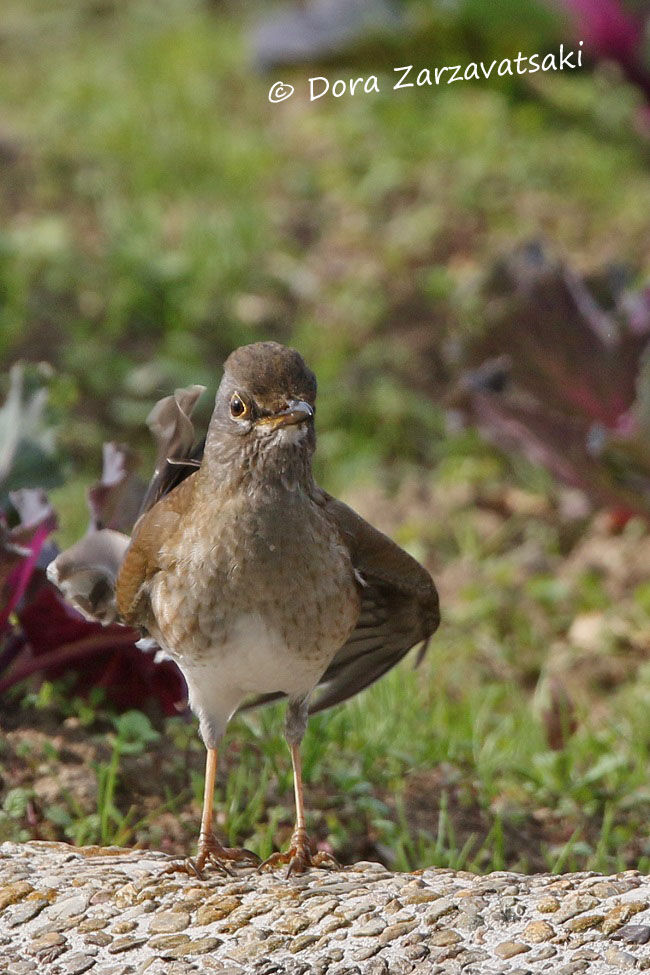 Pale Thrush