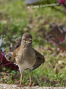 Pale Thrush