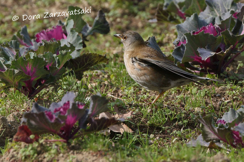 Pale Thrush