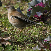 Pale Thrush