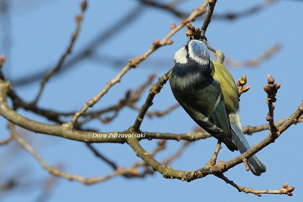 Eurasian Blue Tit