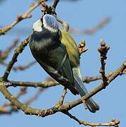 Eurasian Blue Tit