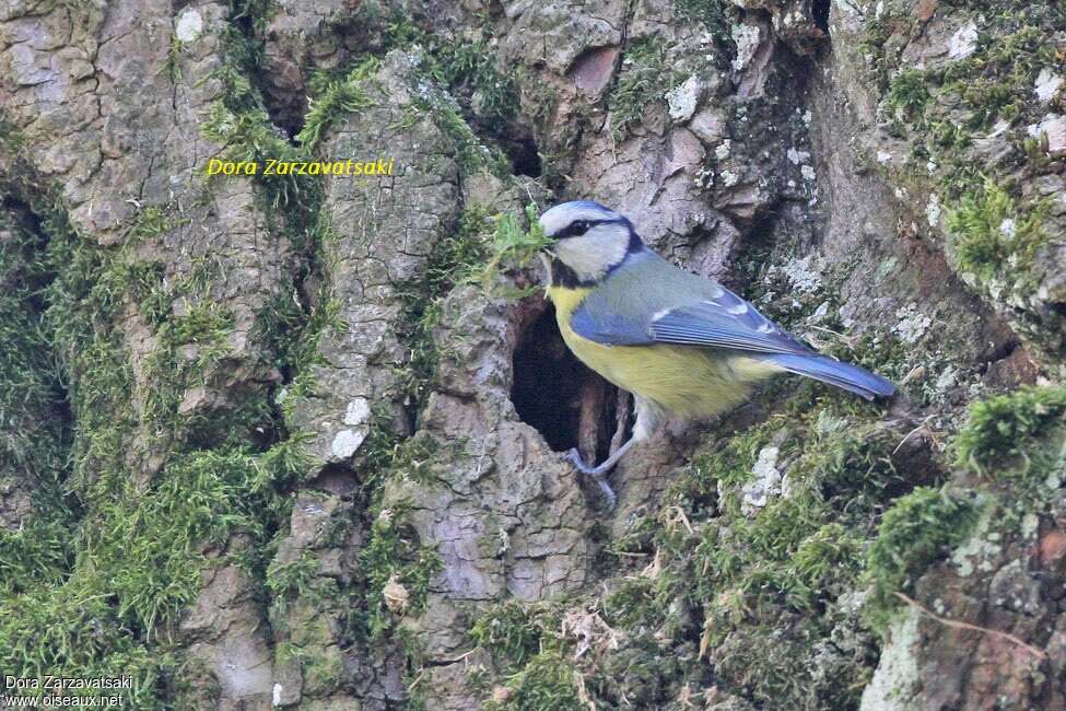 Eurasian Blue Titadult, Reproduction-nesting