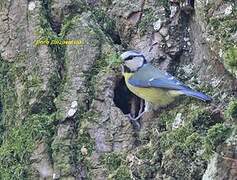 Mésange bleue