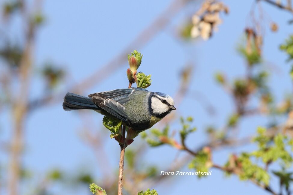 Eurasian Blue Tit