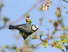 Mésange bleue