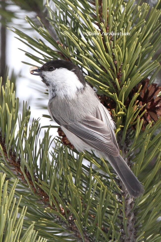 Willow Tit