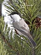 Willow Tit