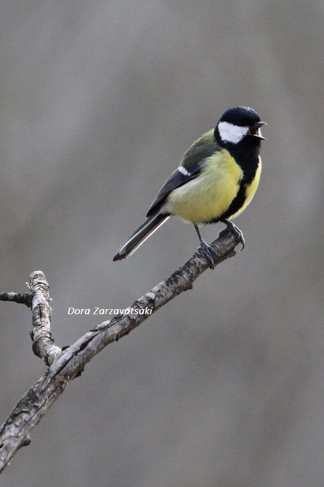 Mésange charbonnière