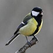 Great Tit