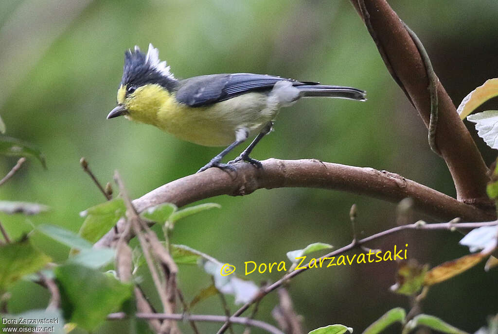 Yellow Titadult, identification