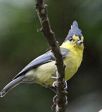 Mésange de Taïwan