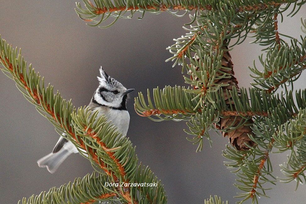 European Crested Tit