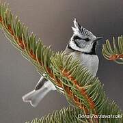 European Crested Tit