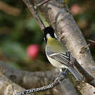 Mésange indienne